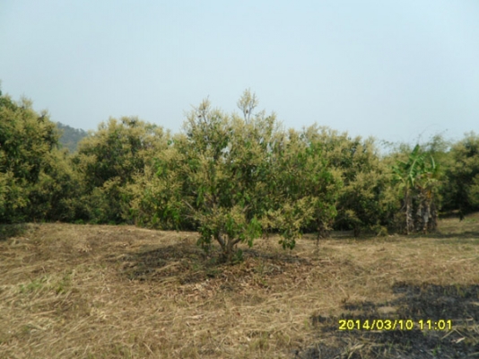 ขายที่ดินบนภูเขามีลำใยให้ผลแล้วมะม่วงกล้วยทำเลสวย 2.7แสน7ไร่