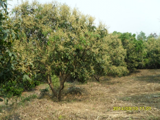 ขายที่ดินบนภูเขามีลำใยให้ผลแล้วมะม่วงกล้วยทำเลสวย 2.7แสน7ไร่