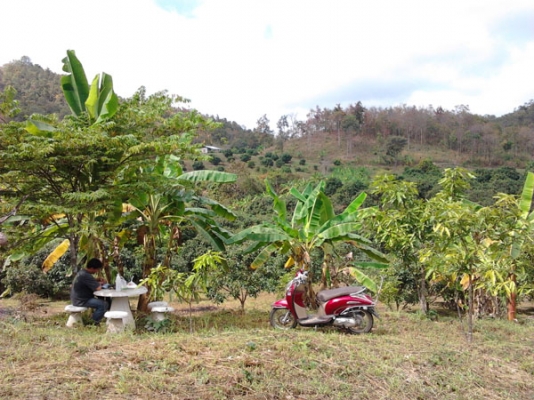 ขายที่ดินบนภูเขามีลำใยให้ผลแล้วมะม่วงกล้วยทำเลสวย 2.7แสน7ไร่