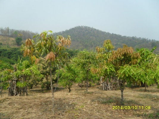 ขายที่ดินบนภูเขามีลำใยให้ผลแล้วมะม่วงกล้วยทำเลสวย 2.7แสน7ไร่