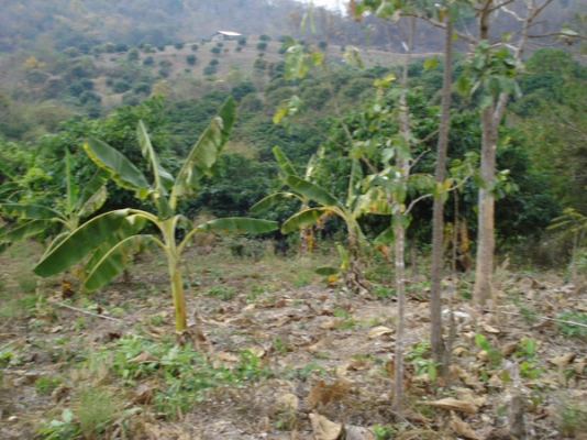 ขายที่ดินบนภูเขามีลำใยให้ผลแล้วมะม่วงกล้วยทำเลสวย 2.7แสน7ไร่