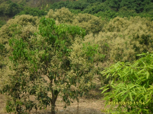ขายที่ดินบนภูเขามีลำใยให้ผลแล้วมะม่วงกล้วยทำเลสวย 2.7แสน7ไร่