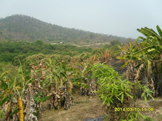 ขายที่ดินบนภูเขามีลำใยให้ผลแล้วมะม่วงกล้วยทำเลสวย 2.7แสน7ไร่