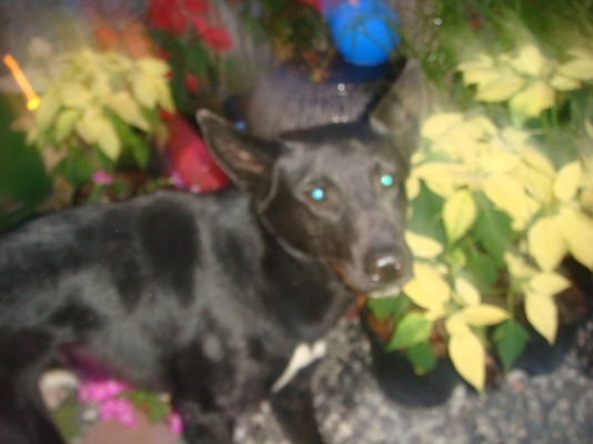 สวัสดีปีใหม่-2556-พี่เสือ-ทีมงาน-เเละเพื่อนๆสมาชิกทุกท่าน