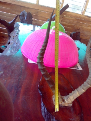 ลดราคาคะ เขาอิมพาลาใหญ่