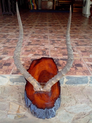 ลดราคาคะ เขาอิมพาลาใหญ่