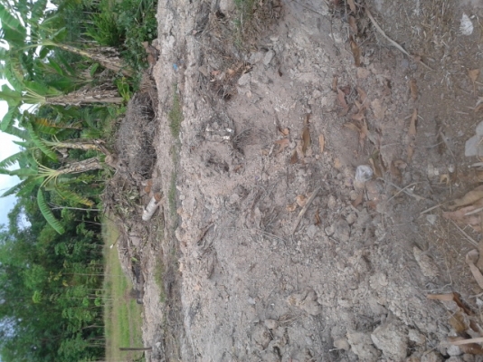 ขายแล้วคับ