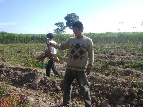 ผานขุดมันสำประหลัง ขุดแล้วหัวมันไม่ขาด ราคาถูกกว่าทุกร้าน เป็นโรงงานผลิตเอง!