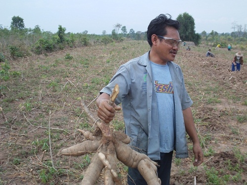 ผานขุดมันสำประหลัง ขุดแล้วหัวมันไม่ขาด ราคาถูกกว่าทุกร้าน เป็นโรงงานผลิตเอง!