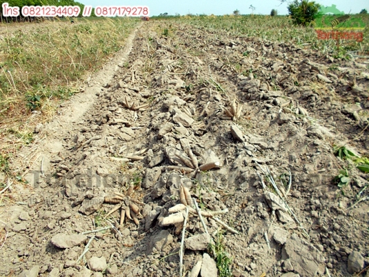 ผานขุดมันสำประหลัง ขุดแล้วหัวมันไม่ขาด ราคาถูกกว่าทุกร้าน เป็นโรงงานผลิตเอง!