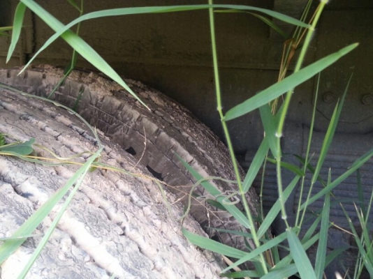 รถอีซูซุ 10 ล้อ พื้นเรียบ FVZ 280 แรงม้า. ปี 38 สนใจติดต่อ 081 - 6079515 รถอีซูซุ 10 ล้อ พื้นเรียบ FVZ 280 แรงม้า. ปี 38 สนใจติดต่อ 081 - 6079515