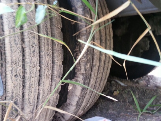 รถอีซูซุ 10 ล้อ พื้นเรียบ FVZ 280 แรงม้า. ปี 38 สนใจติดต่อ 081 - 6079515 รถอีซูซุ 10 ล้อ พื้นเรียบ FVZ 280 แรงม้า. ปี 38 สนใจติดต่อ 081 - 6079515