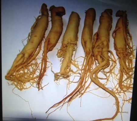 (((((( โสมสดจากเกาหลีแท้ คุณภาพเกรดA -ขายถูก-)))))))