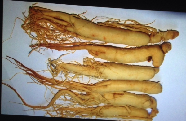 (((((( โสมสดจากเกาหลีแท้ คุณภาพเกรดA -ขายถูก-)))))))