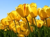 ดิสก์หลังแท้ wave 125 R  ปี50 ubox กุญแจใหญ่