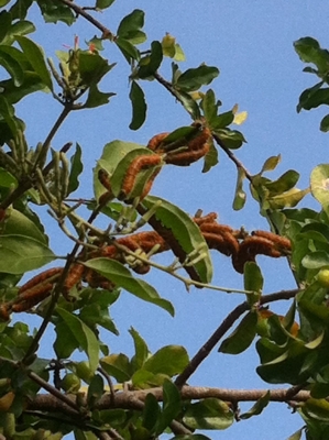 ข า ย แ ล้ ว ข อ บ คุ ณ ผู้ ซื้ อ แ ล ะ TRUCK2 HAND ข า ย แ ล้ ว ข อ บ คุ ณ ผู้ ซื้ อ แ ล ะ TRUCK2 HAND