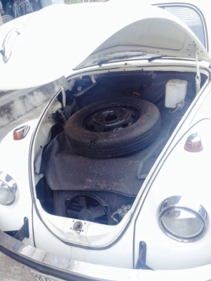 ขายเต่า