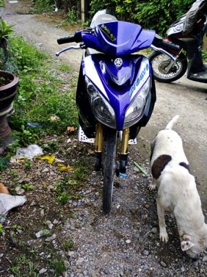 ขาย YAMAHA NUVO ปี51 ตามรูป สภาพดี เครื่องดี ขี่ได้ปกติ ไม่เยิ้ม ทะเบี่ยนพร้อมโอน ราชบุรี