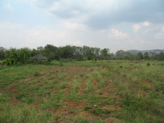 ขอนอกเรื่องหน่อยครับ  ต้องการหาที่เช่าปลูกอ้อย ไครมีที่ว่างหรือจะให้เช่าด่วนเลย ต้องการจริงๆ