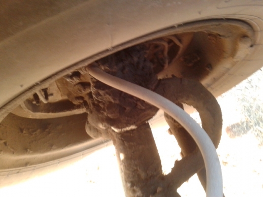 ขายแล้ว