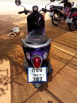 ฟีโน่ปี51