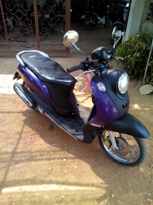 ฟีโน่ปี51