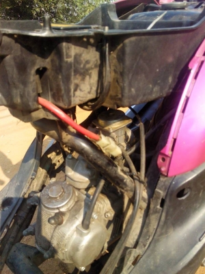 ฟีโน่ปี50 ฟีโน่ปี50