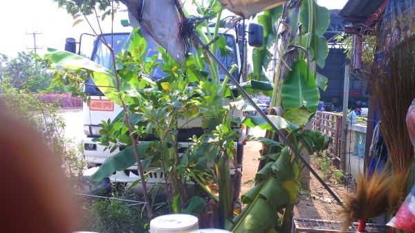 ์รถบรรทุก NISSAN CW41M รถปี 33 แม่ลูก ลูกพ่วง 3 คาน มีทะเบียนครบ ชอบราคาเท่าไรต่อรองได้ครับ