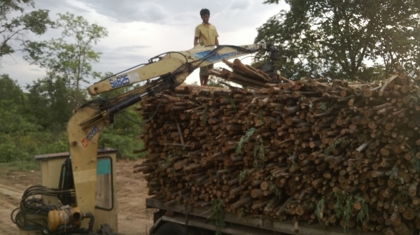 ขายปากคีบไม้ ขายปากคีบไม้