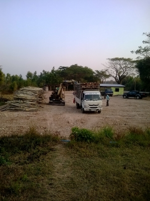 ขายปากคีบไม้ ขายปากคีบไม้