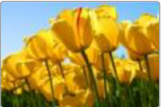 สตาร์ทมือ wave 100s