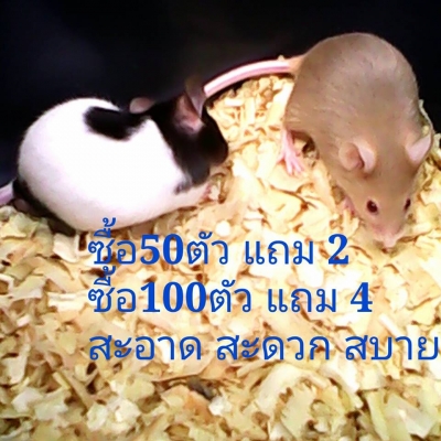 ///จำหน่าย หนูไมล์ แช่แข็ง หนูไมล์ เป็น ทุกไซส์ สะอาด ราคาถูก//