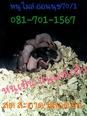 ///จำหน่าย หนูไมล์ แช่แข็ง หนูไมล์ เป็น ทุกไซส์ สะอาด ราคาถูก//