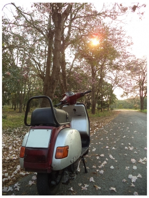 Vespa Cosa ทะเบียนแท้พร้อมโอน ไม่ขาดต่อ2558 (ชื่อผมเอง)