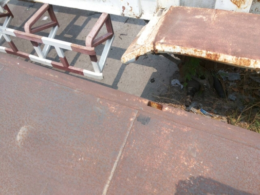 ขายหางก้างปลามีทั้งหมด14หางไม่มีเล่มทะเบียน ขายหางก้างปลามีทั้งหมด14หางไม่มีเล่มทะเบียน