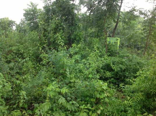 ขายที่ดินว่างเปล่า 99 ตรว. ขายถูก   1650,000 บ พัทยา   ถูกสุดๆ