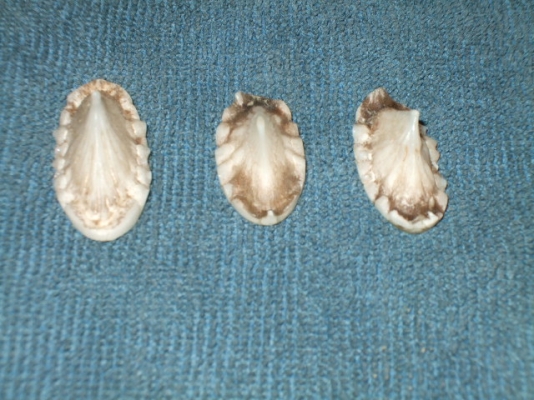 -ขาย คตกระเบน / หนามกระเบน