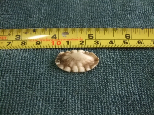 -ขาย คตกระเบน / หนามกระเบน