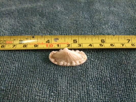 -ขาย คตกระเบน / หนามกระเบน