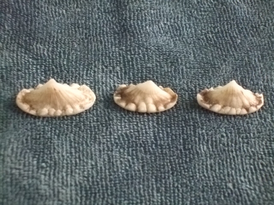 -ขาย คตกระเบน / หนามกระเบน