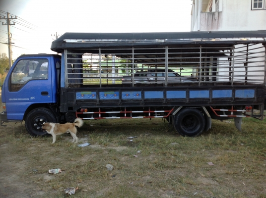 ขาย ISUZU 6 ล้อ NPR71PY52 130 แรง ปี 47 ยาว 5 เมตร รถห้าง ด่วน!