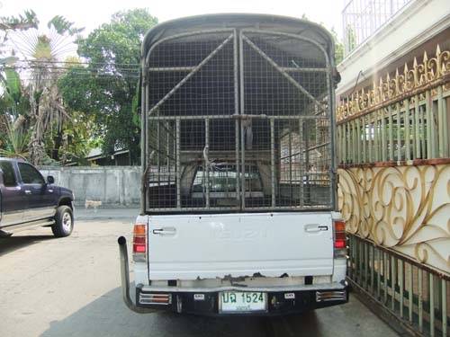 Isuzu มังกรทอง ตอนเีดียว ปี 96 พร้อมใช้