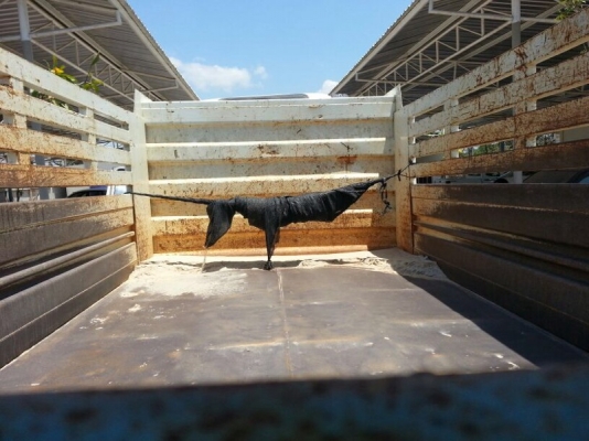 รถอีซูซุ 6 ล้อดั้ม FRR 210 แรงม้า ปี 54 ( รถวิ่ง 5x,xxx กม. ) สนใจติดต่อ 081 - 6079515 รถอีซูซุ 6 ล้อดั้ม FRR 210 แรงม้า ปี 54 ( รถวิ่ง 5x,xxx กม. ) สนใจติดต่อ 081 - 6079515