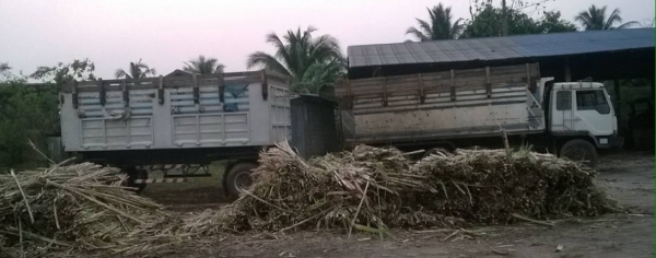 ขาย แม่+ลูก ดัมพ์