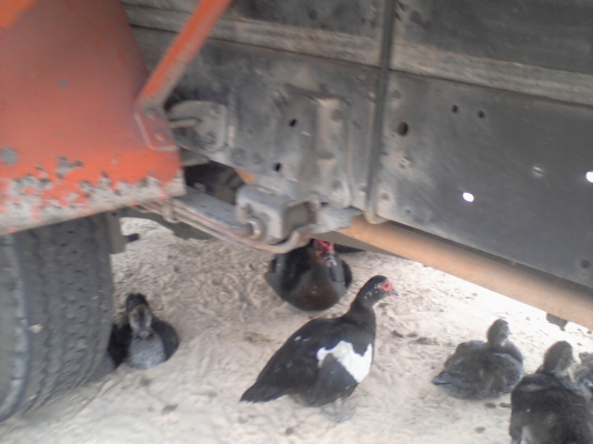 รถ ISUZU  120  NQR  เครื่องดี  ช่วงล่างสวย  ขายตามสภาพ