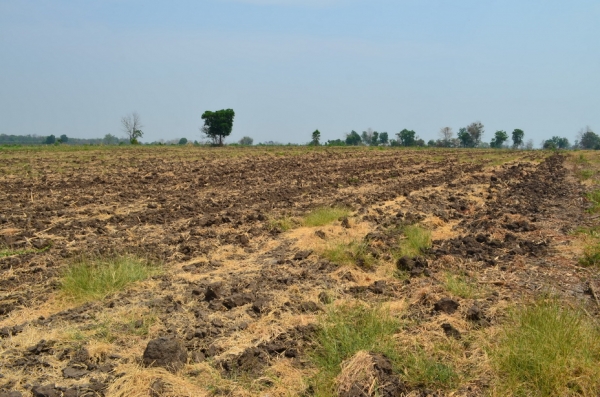 ขายที่ดินเกษตร 17 ไร่ 3 งาน ขายที่ดินเกษตร 17 ไร่ 3 งาน