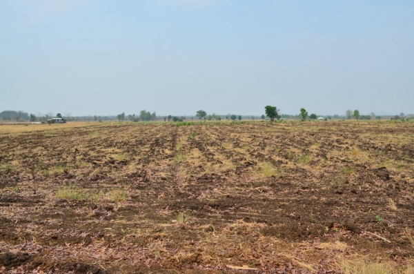 ขายที่ดินเกษตร 17 ไร่ 3 งาน ขายที่ดินเกษตร 17 ไร่ 3 งาน