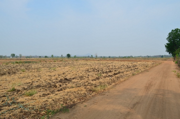 ขายที่ดินเกษตร 17 ไร่ 3 งาน ขายที่ดินเกษตร 17 ไร่ 3 งาน