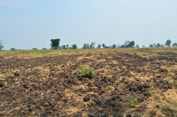 ขายที่ดินเกษตร 17 ไร่ 3 งาน ขายที่ดินเกษตร 17 ไร่ 3 งาน