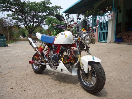 --ขายกอลิล่าญี่ปุ่น สภาพนางฟ้า --